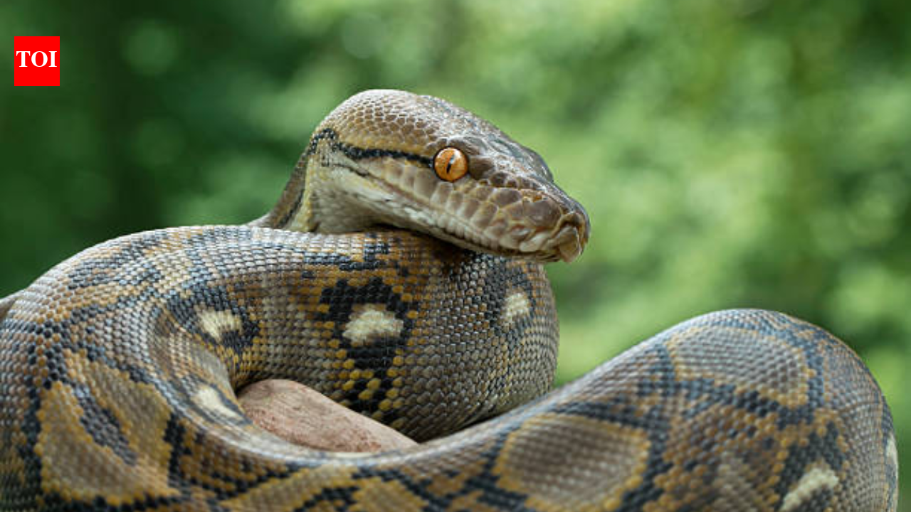 A 23-foot python just shattered records in Indonesia—it’s a 'terrifying' giant that rivals a panda’s weight.