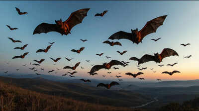Scientists analysed 103 bat genomes and 44 fossils; their findings point to Europe as the likely birthplace of bats, challenging decades of evolutionary theories