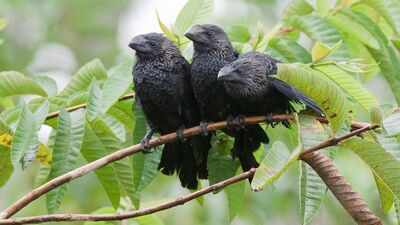 Farmers brought this bird to the Galapagos to control cattle ticks; after one El Nino, thousands of them appeared across the islands replacing native birds