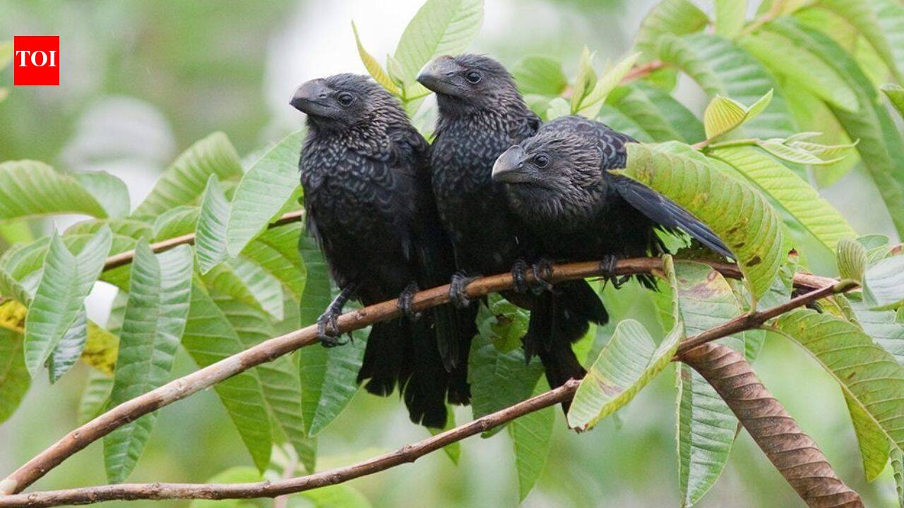 Farmers introduced this bird to control ticks; El Nino spread it across Galapagos