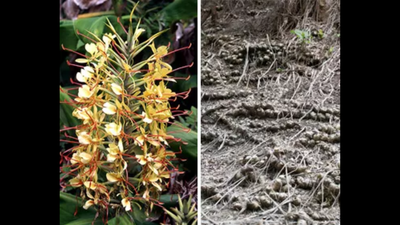 Hawaii introduced Himalayan ginger as an ornamental in the 1940s; the ...
