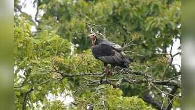Survey records 65 vultures in Wayanad