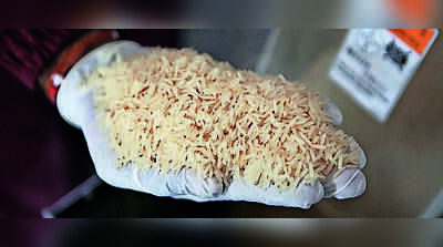Punjab projected to lead basmati growth trajectory with production jump