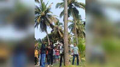 Robots set to give Goa’s coconut harvest a high-tech twist