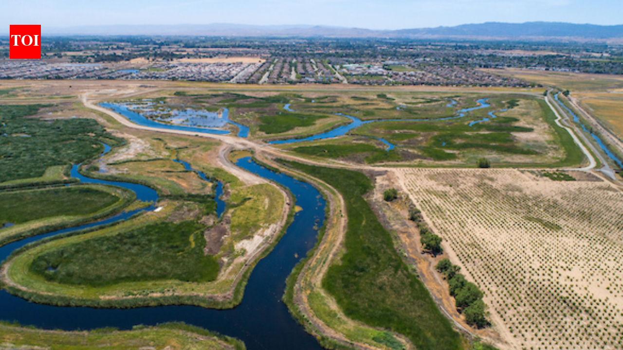 Restoration Ecology Study Findings: Tidal flows fuel Marsh Wren surge; broader marsh birds gain