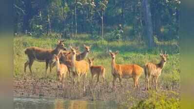 Decade after reintroduction, Satpura reserve’s Barasingha population tops 300, corridors planned