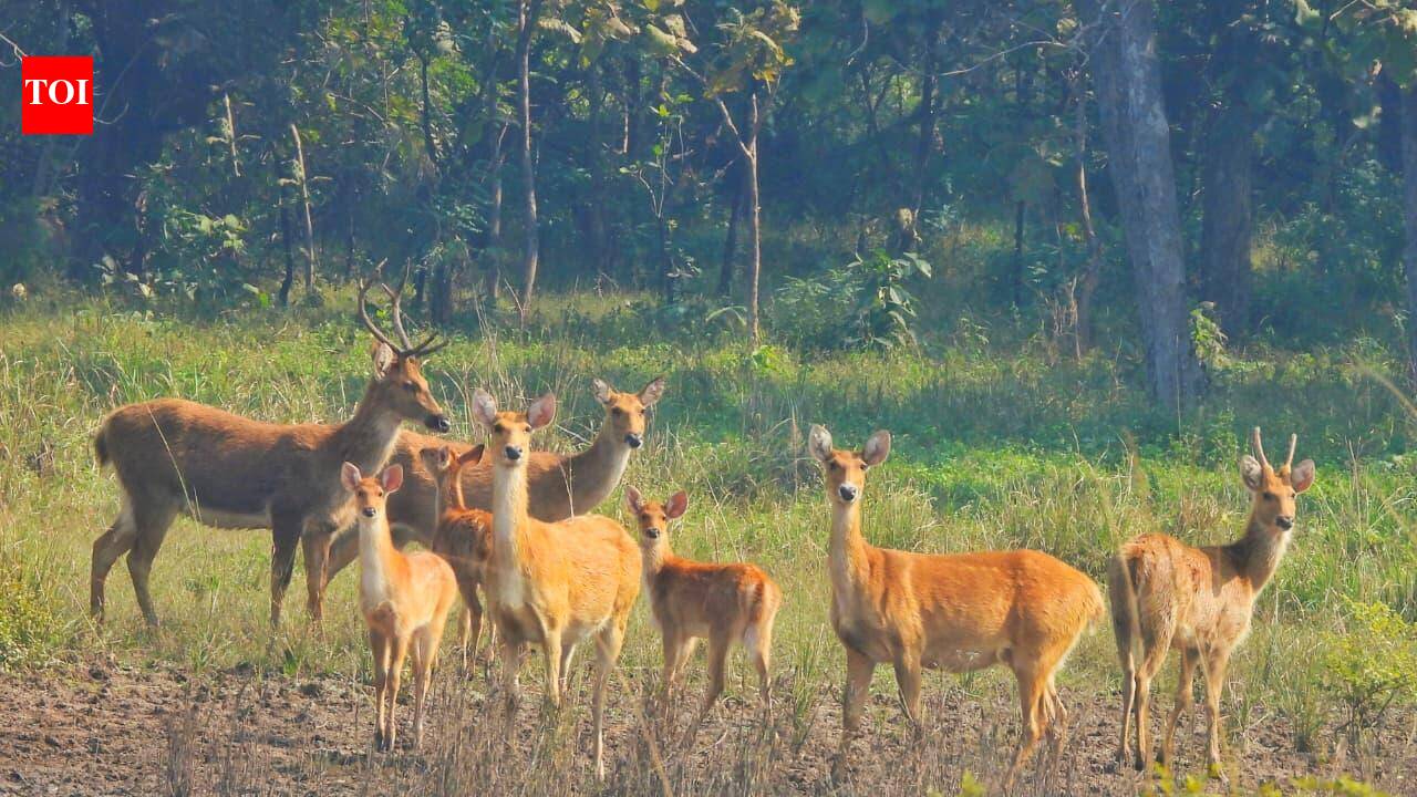 Decade after reintroduction, Satpura reserve’s Barasingha population ...