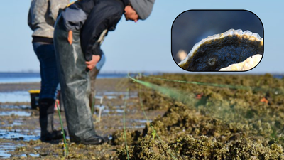 Florida rebuilt a degraded offshore oyster reef with dolomite limestone in 2018; within six months live-oyster density rose from near zero to 91 per square metre, and by year five it had reached 244