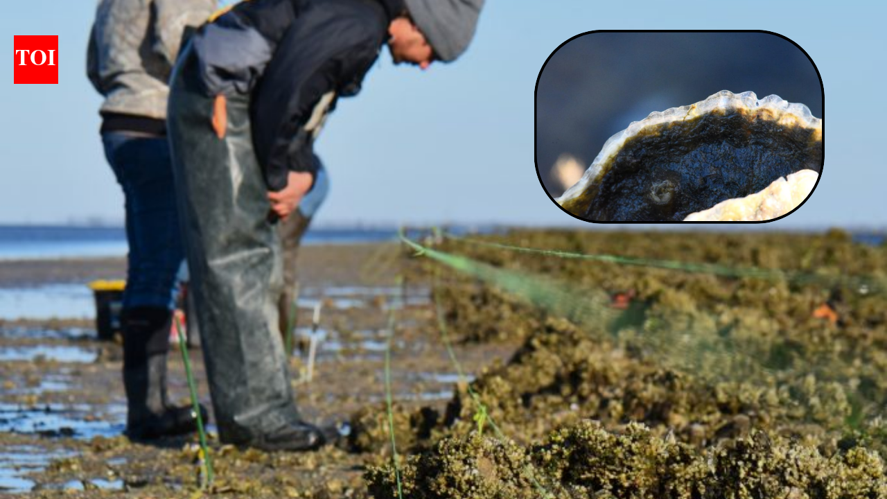 Florida restored a degraded oyster reef in 2018; density rose to 91 per sq m in six months and 244 by year five