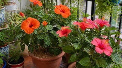 How to grow hibiscus in a balcony pot: 6 things the plant needs to flower regularly