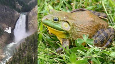 Bullfrogs were brought west for food, hunting and pest control; along Montana's Yellowstone River, their invasion grew from 37 to 66 miles in just 3 years