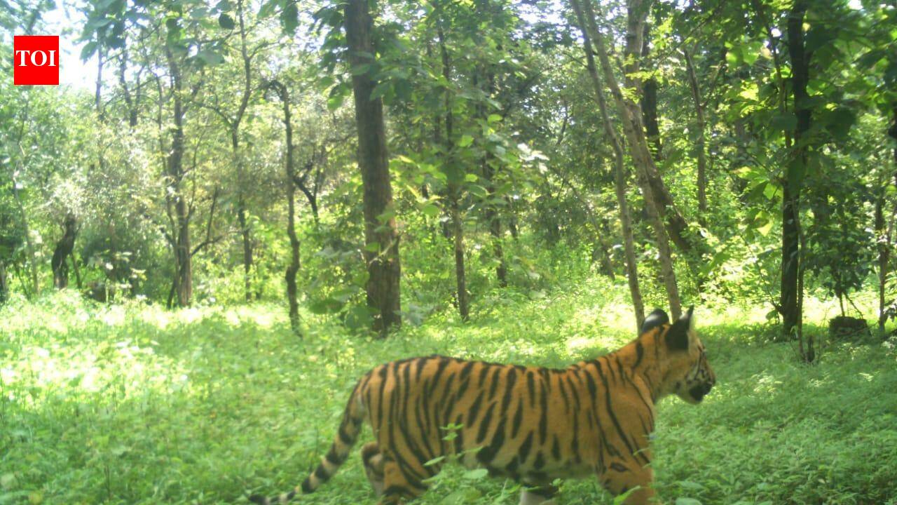 A rescued tigress with her four six-month-old cubs in the Veerangana Durgavati Tiger Reserve, Madhya Pradesh.