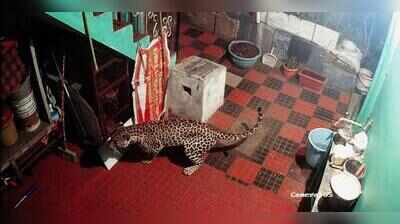 Leopard caught on cam straying into house in Kotagiri, locals express concern