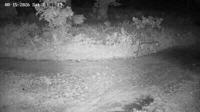 26 tiger, 68 bear detections in two months: AI cameras strengthen early-warning system at VTR