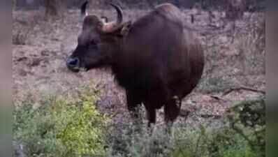 Bison dies at Kanpur Zoo after attack by fellow inmate