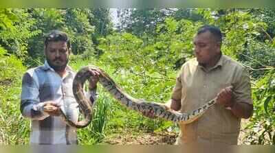 Snakes, monitor lizard rescued in past 72 hours in Maharashtra