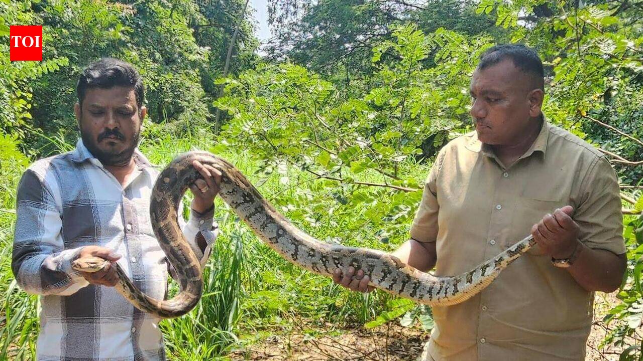 Snakes, monitor lizard rescued in past 72 hours in Maharashtra