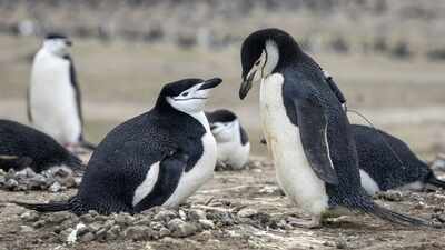 Chinstrap penguins are vanishing: Zavodovski Island, world’s largest penguin colony, suffers 63% decline in population due to climate crisis