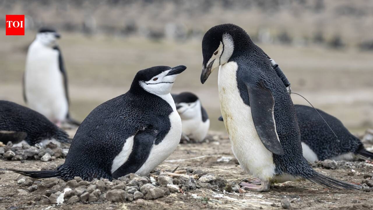 The world’s largest penguin colony is in a 'freefall'—and the climate crisis is to blame.