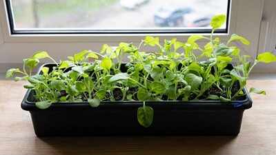 How to grow spinach indoors: Easy tips to enjoy fresh, leafy greens all year round
