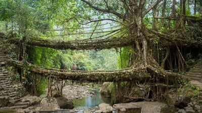 No concrete, no steel: Meghalaya's living root bridges are manmade wonders built by guiding tree roots across rivers