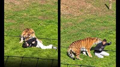 Man eaten alive after entering Amur tiger enclosure at England’s Yorkshire Wildlife Park; police urge public not to share videos