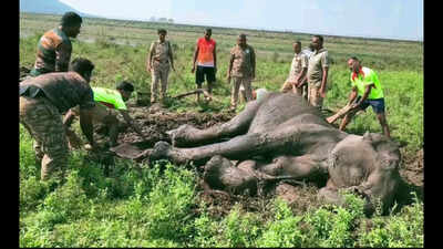 Elephant trapped in slush at Gunderipallam dam near Erode; rescue operations under way