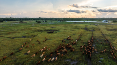 A Florida family kept a 498-acre cattle operation for generations as development spread around it; the ranch is now permanently protected through a $7.48 million conservation easement