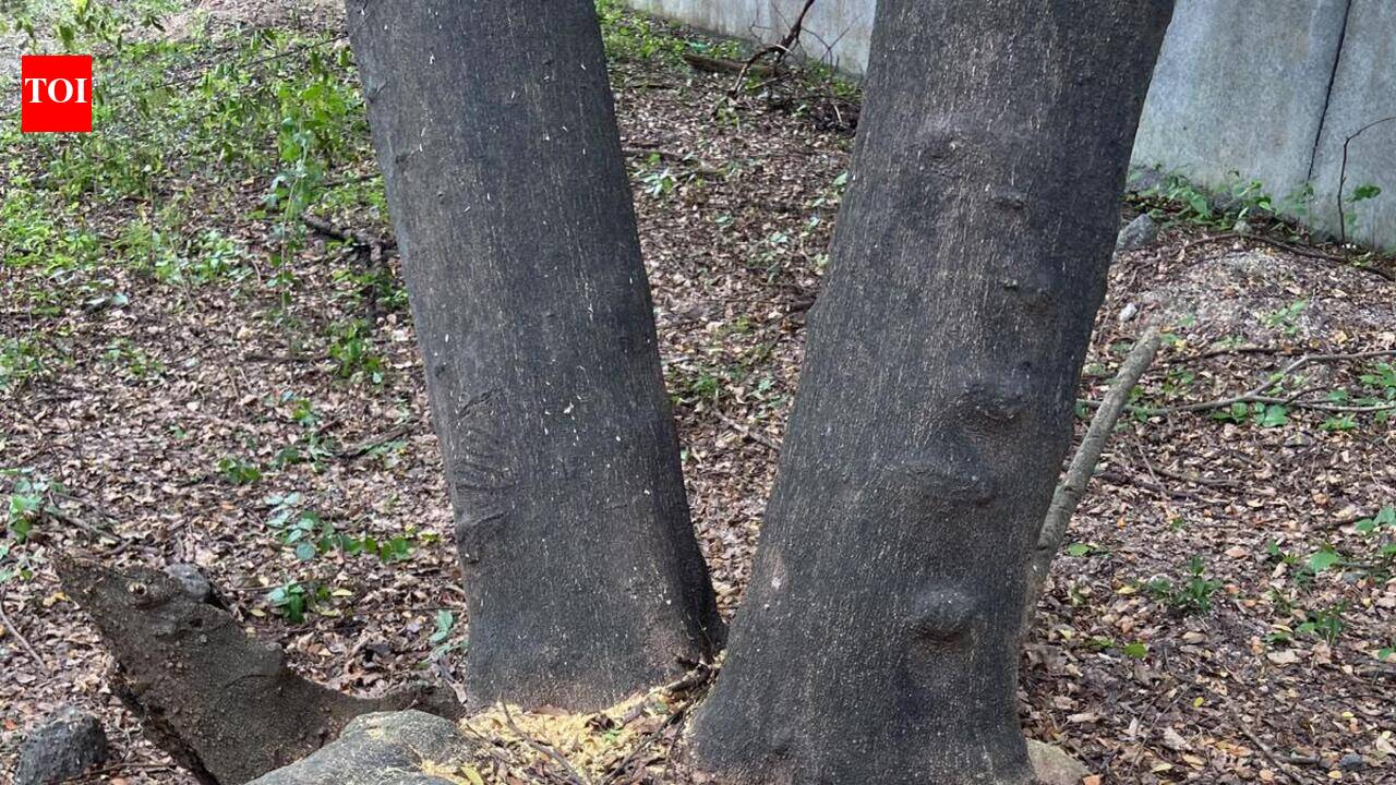 NGO seeks immediate suspension of tree felling in Pariyaram and Vellikulangara forest ranges