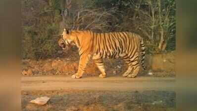 Ranthambore tiger Jai monitored after fresh facial injuries