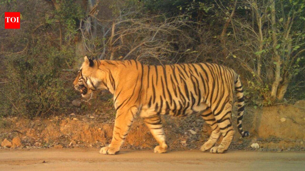 Ranthambore tiger Jai monitored after fresh facial injuries