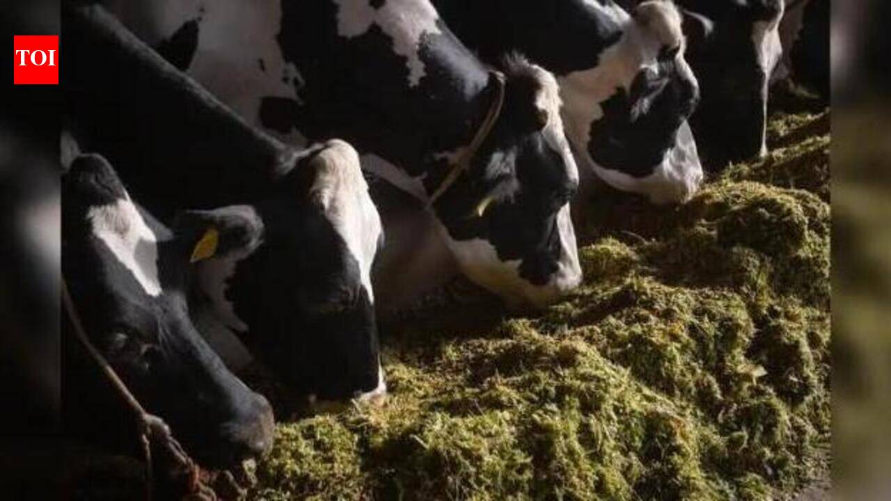 Fodder shortage, falling milk yields deepen El Niño fears among Palnadu ...