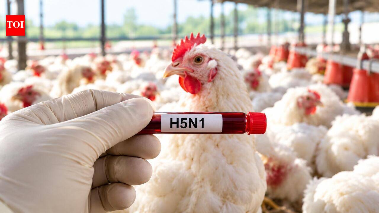 Poultry farm birds linked to the H5N1 bird flu outbreak in Anantapur, Andhra Pradesh