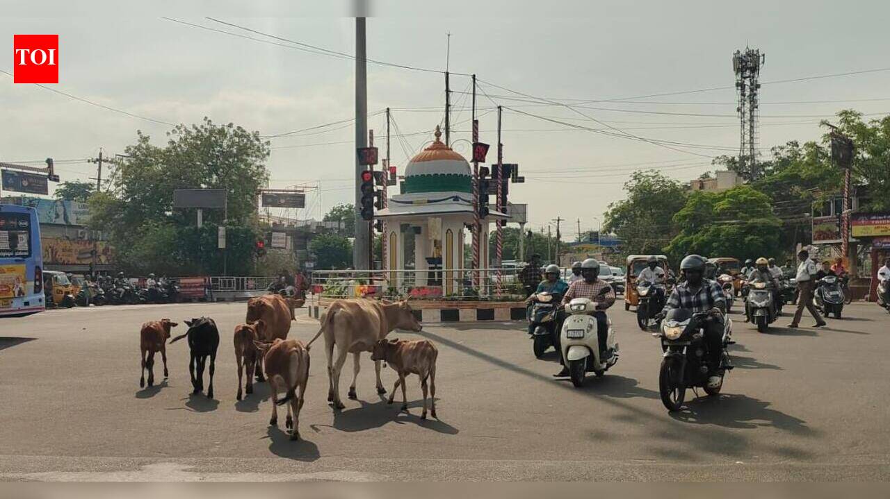 Stray cattle menace returns on Trichy roads