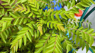 How to grow curry leaves in a pot and 7 mistakes that can kill the plant