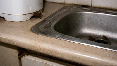 Cockroaches keep appearing in your kitchen? Put these 7 common ingredients in the places they hide