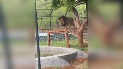 Lion safari at Vandalur zoo to shut for 20 days for repairs
