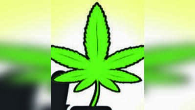60-year-old held with 1.9kg of charas worth ₹4.8L