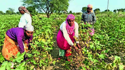 ‘White gold’ yield drops, woman pickers work for just half wages