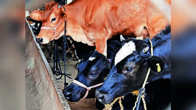 Nashik draws up fodder plan till June 2027 as drought threat looms ...