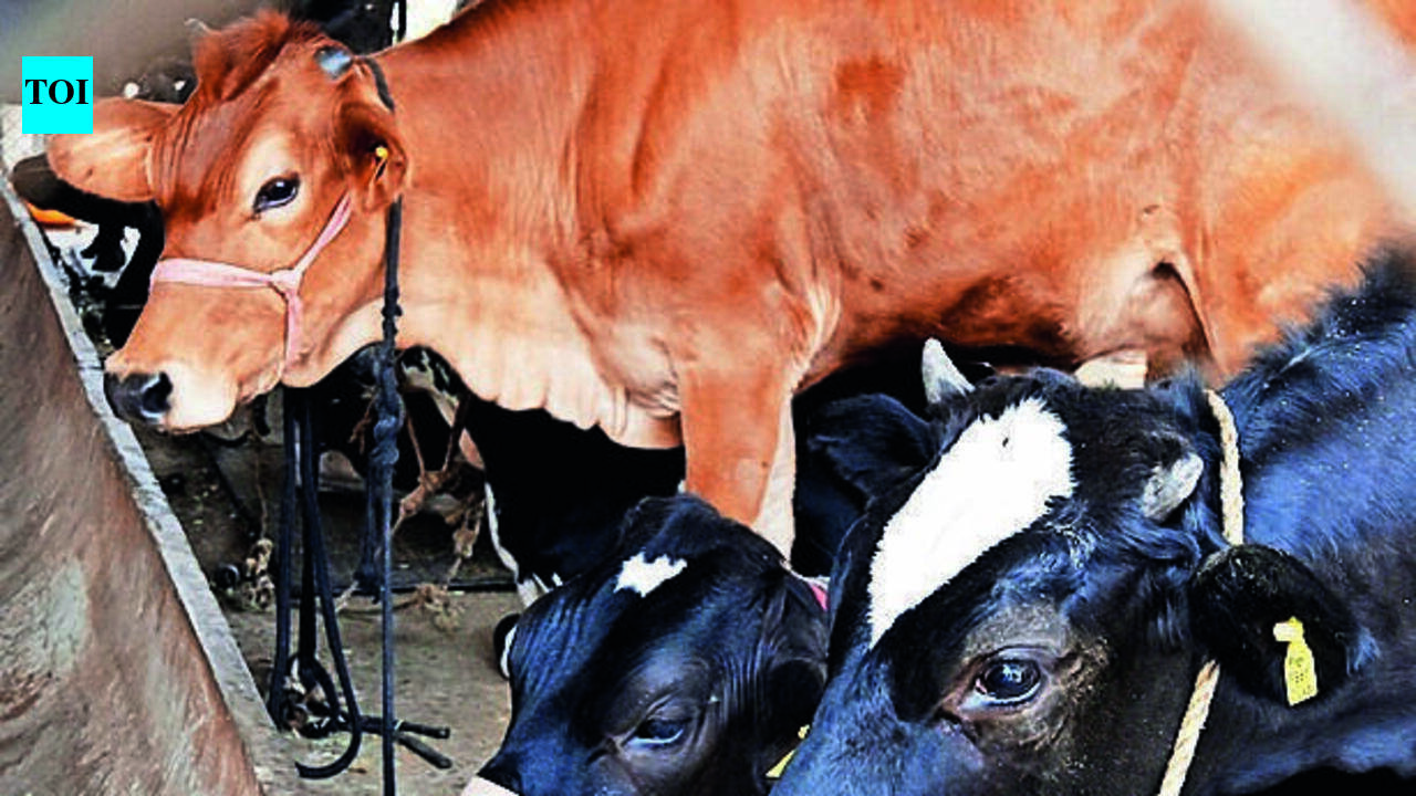 Nashik draws up fodder plan till June 2027 as drought threat looms ...