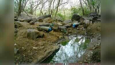 Pune: Cameras see activity near Maval watering holes; forest dept plans recharge from Feb, two months early