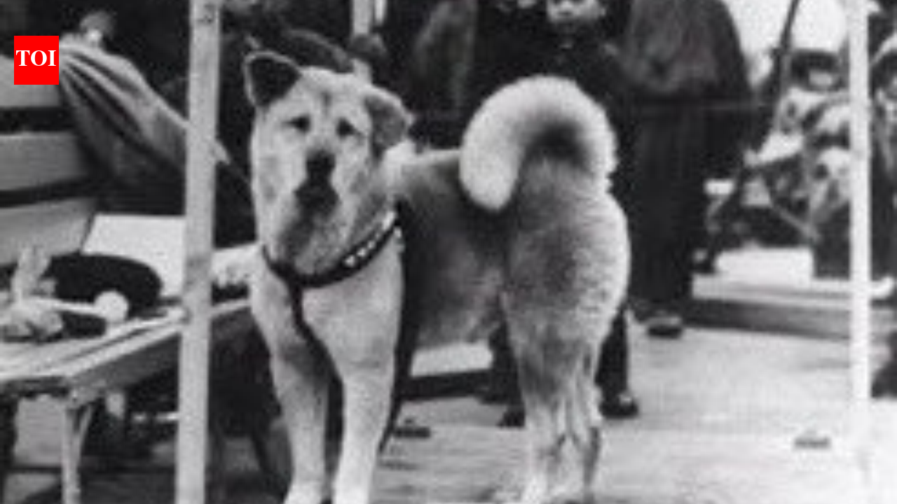 Hachiko waited for his owner every day, even after he never returned ...