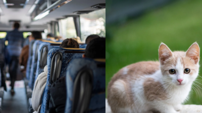 A 67-year-old Maryland school bus driver was removed from her route after allowing a 10-year-old boy to step off and rescue a kitten; a petition seeking her reinstatement have  800 plus signatures