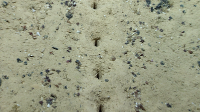 Scientists found mysterious lines of holes on the Pacific seafloor; even sediment samples failed to reveal what made them