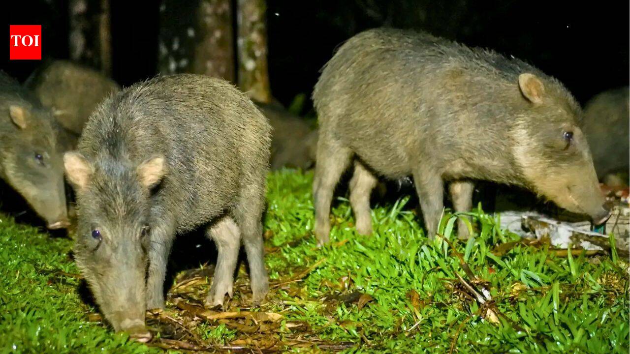 Costa Rica releases 13 white-lipped peccaries into a national park after an 18-year absence