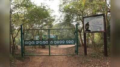 Nandankanan plans vulture breeding expansion, seeks 10 pairs from Haryana