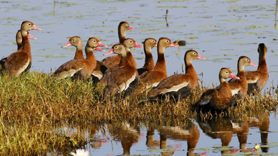 black-bellied-whistling-ducks-now-breed-in-90-of-texas-counties-how-the-tropical-species-spread-across-the-us.jpg