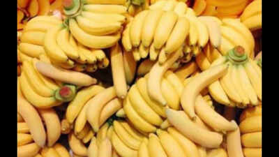 Farmers find fault with TNAU’s banana price forecast