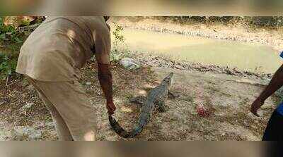 6-ft crocodile rescued from village pond in Bhitarkanika